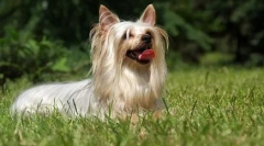 Austrálsky hodvábny teriér